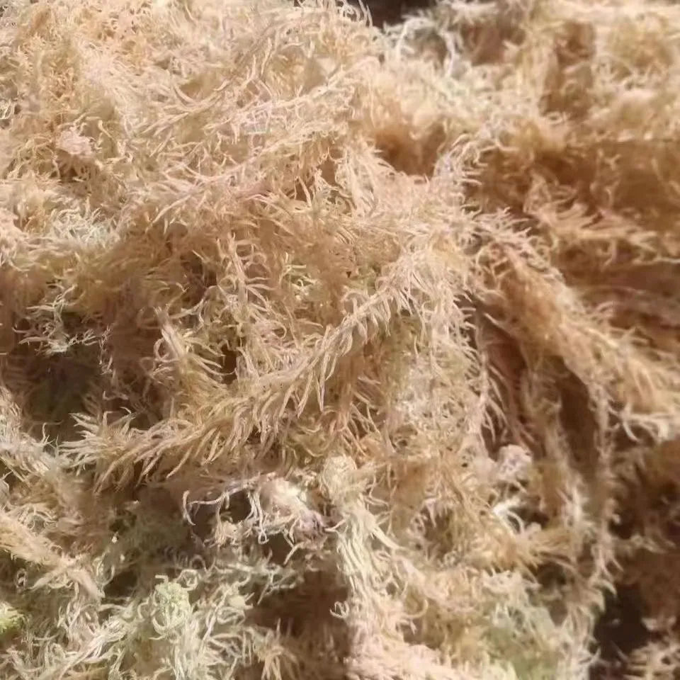 Premium Sphagnum Moss Long Fiber β 100% Natural Organic Moss for Orchids & Plants