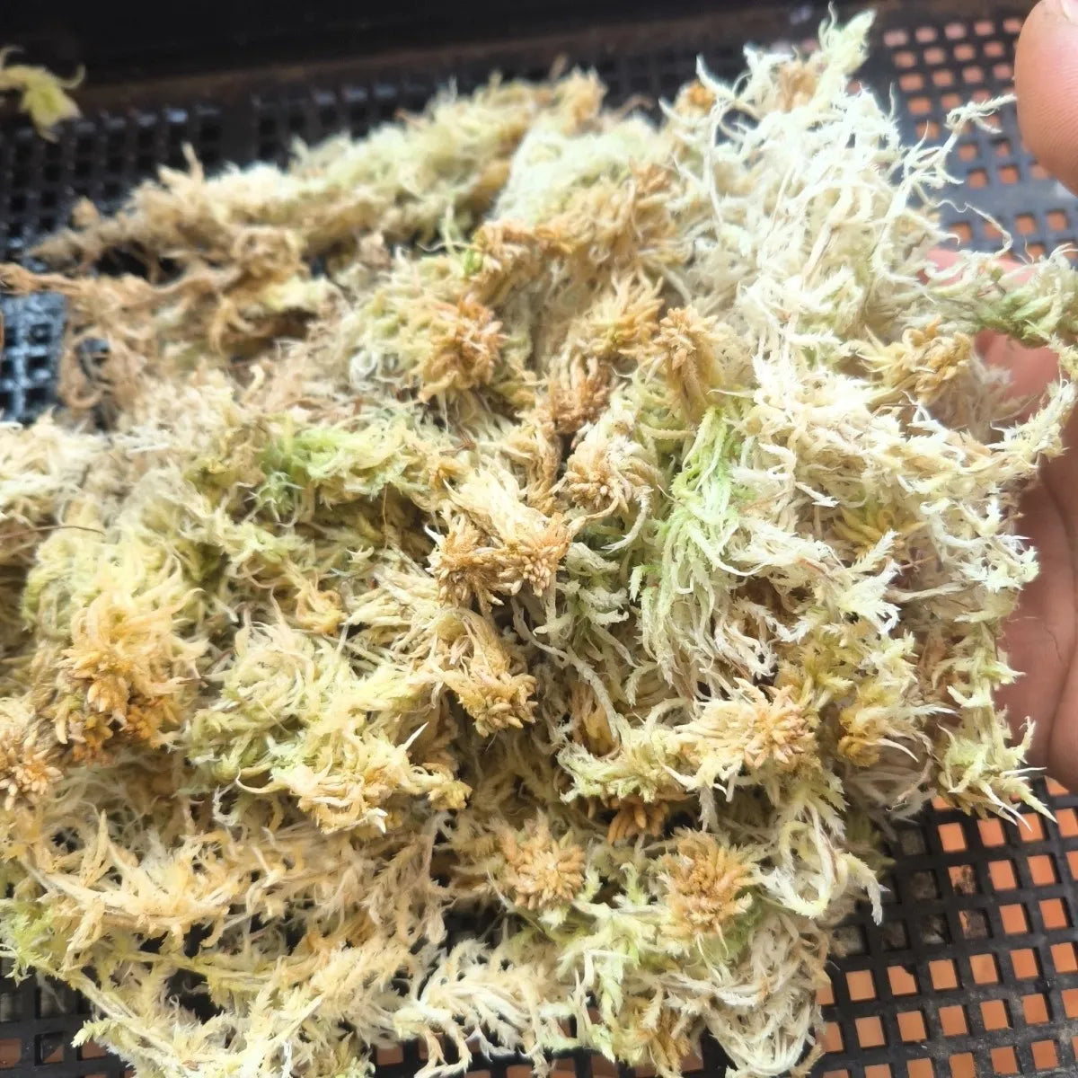Premium Sphagnum Moss Long Fiber β 100% Natural Organic Moss for Orchids & Plants