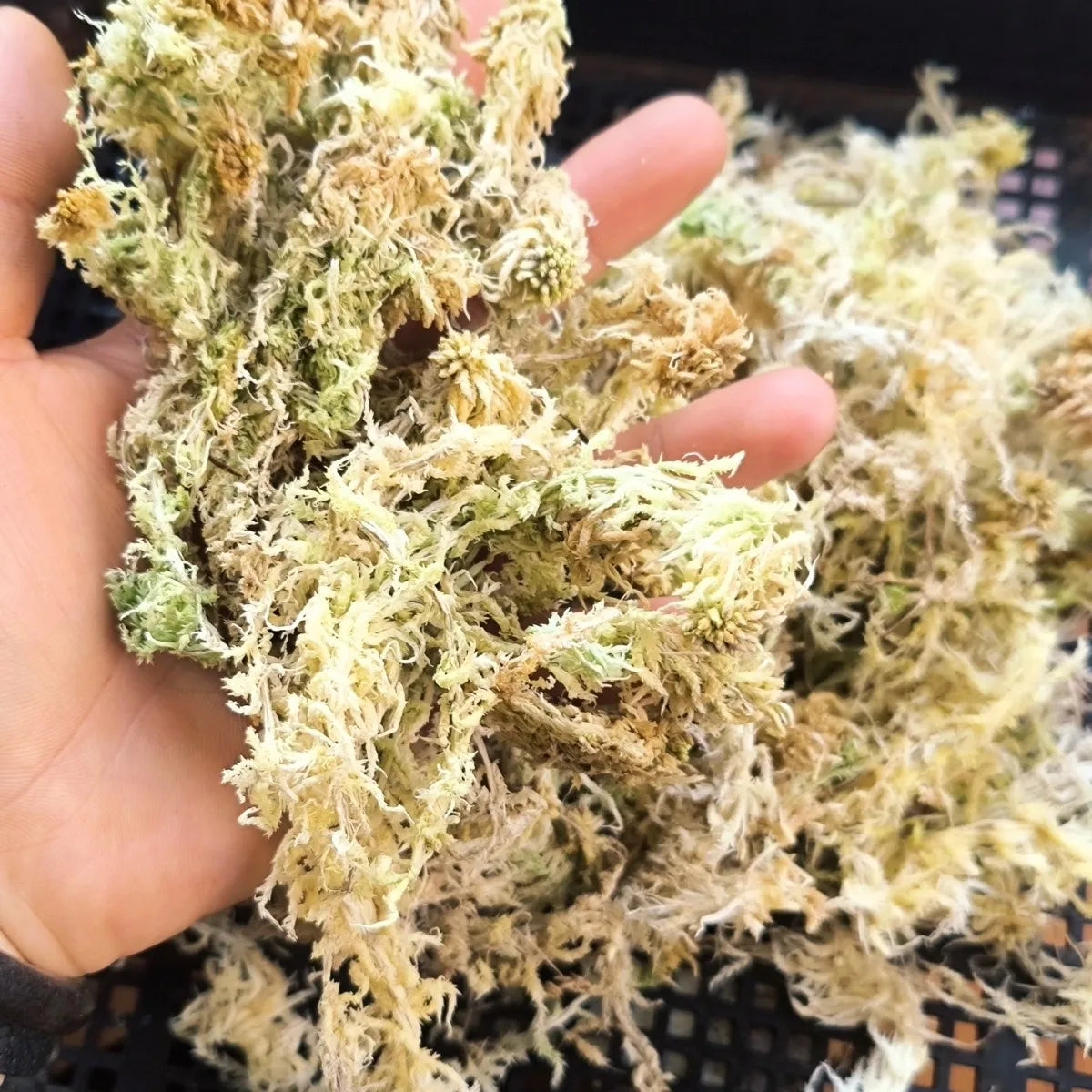 Premium Sphagnum Moss Long Fiber β 100% Natural Organic Moss for Orchids & Plants