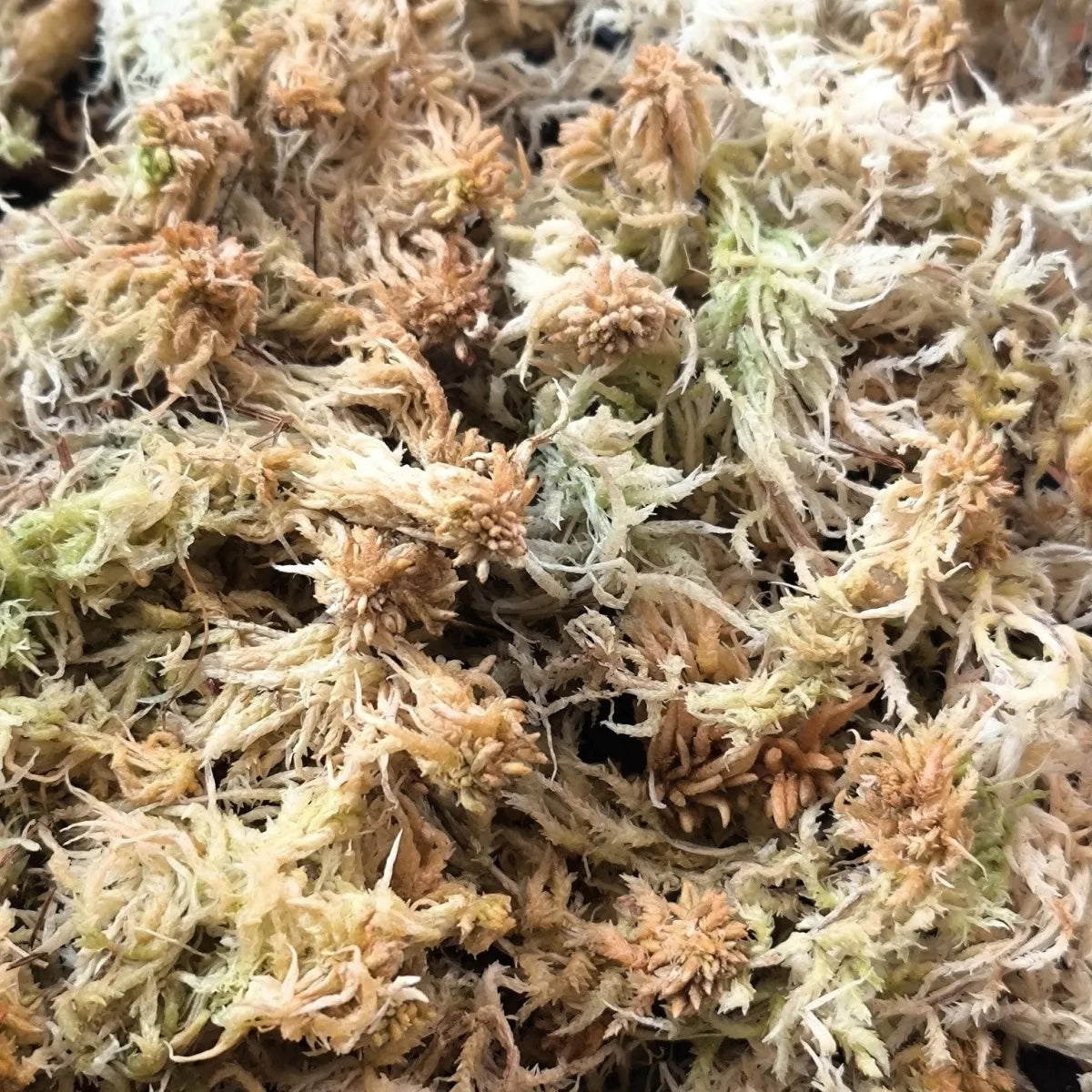 Premium Sphagnum Moss Long Fiber β 100% Natural Organic Moss for Orchids & Plants