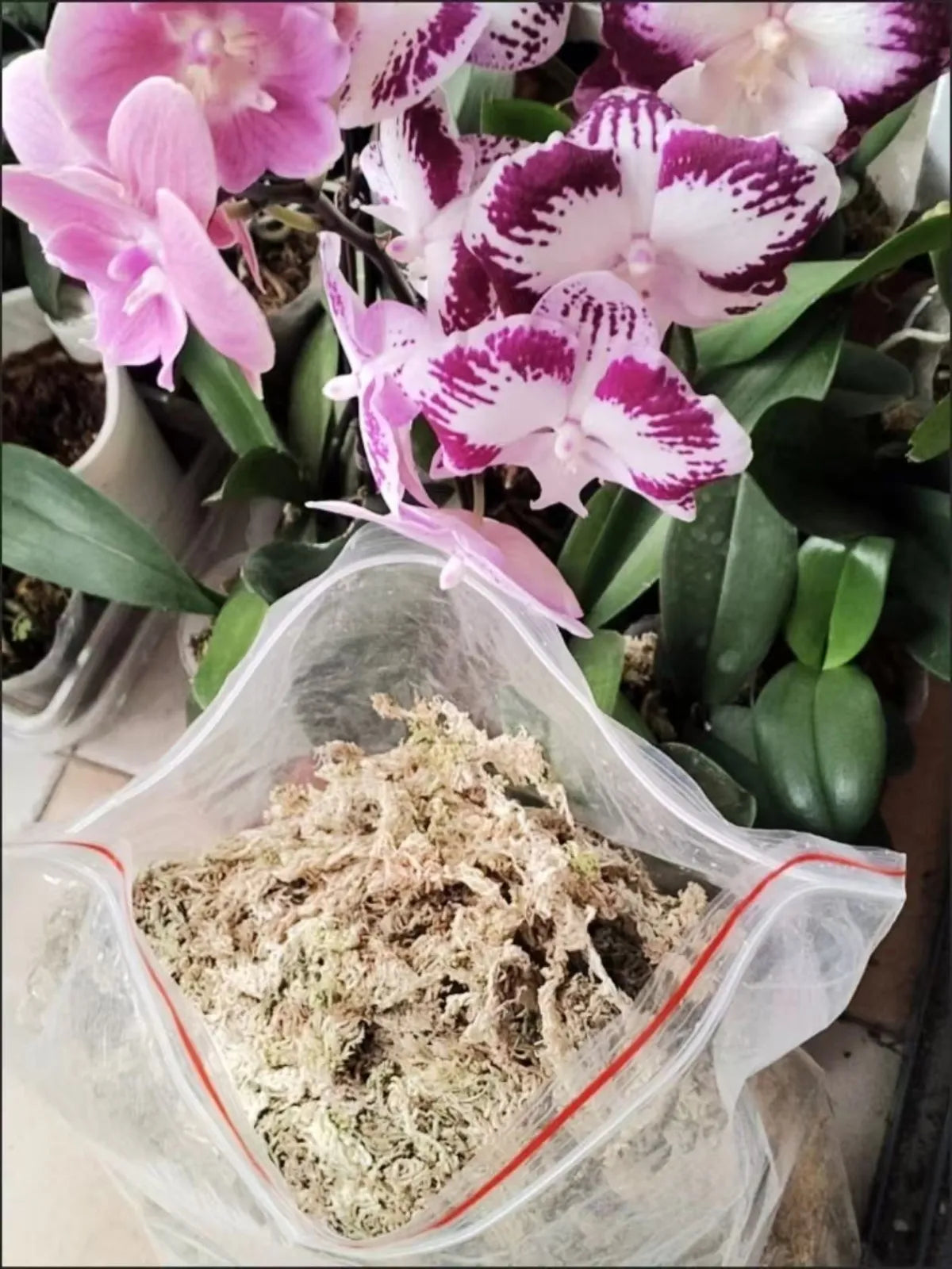 Premium Sphagnum Moss Long Fiber β 100% Natural Organic Moss for Orchids & Plants